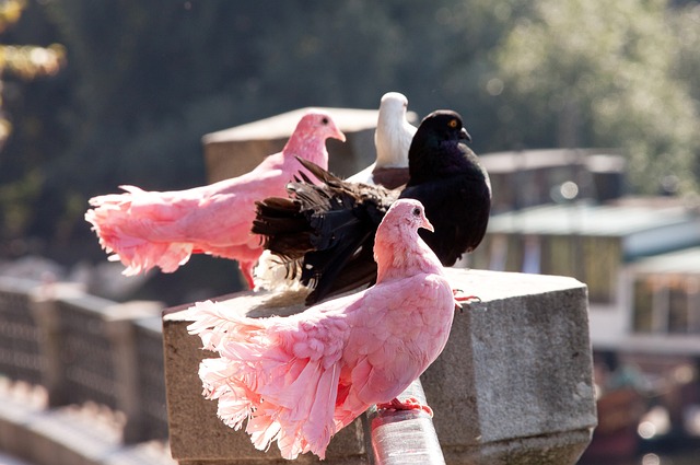 球迷支持 球迷支持
