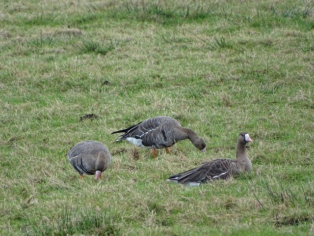 冠军收割机 冠军收割机